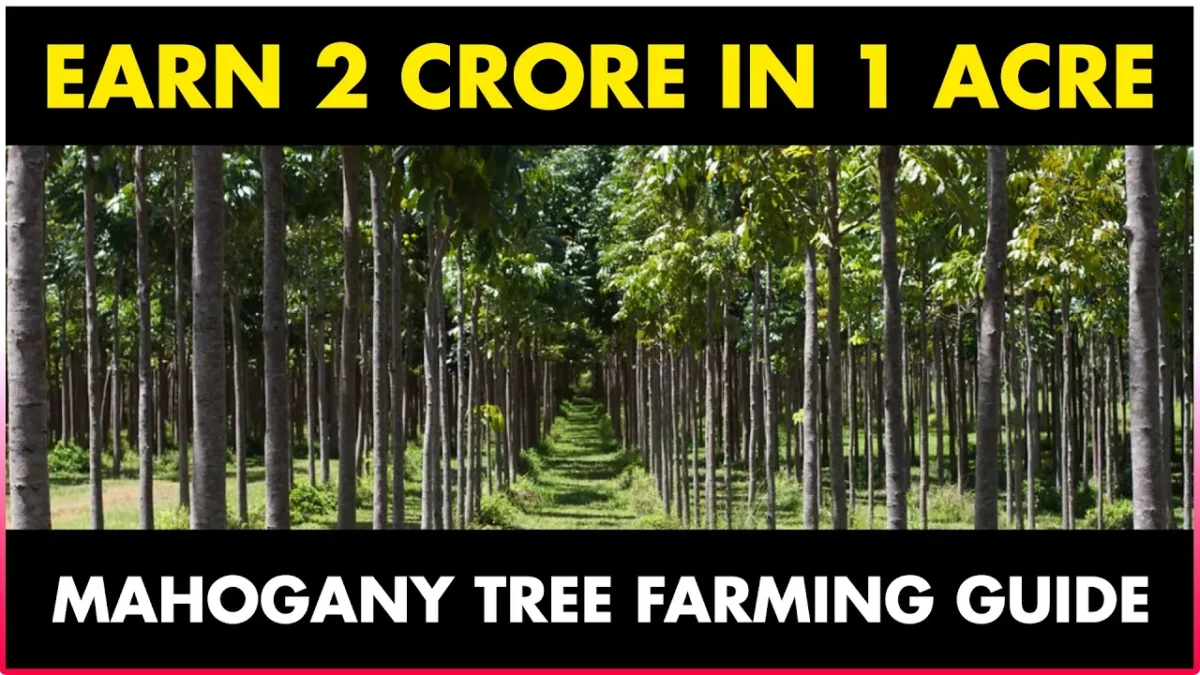 Mahogany Tree Farming: Proven Blueprint for 400% ROI in 15 Years